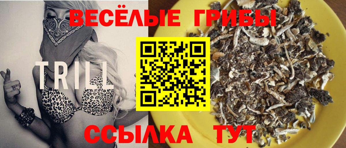 Тара  Галлюциногенные грибы MAGIC MUSHROOMS  Псилоцибиновые грибы MAGIC MUSHROOMS  Вход с VPN 